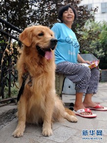 郑州市禁养犬只图例(8月28日摄).
