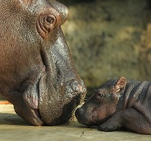 河马母子温馨"合影"情深绵绵(组图)