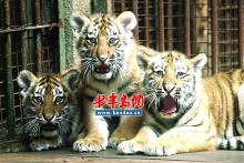 青岛动物园小老虎超萌 刚过百天表情很逗(图)
