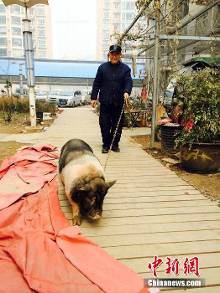 昔日宠物猪长成百余斤 主人困扰留不得杀无奈(组图)