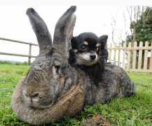 世界最大兔子体长逾1米重45斤