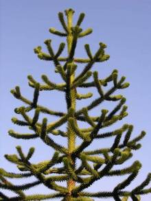 4.猴谜树(monkey puzzle tree)