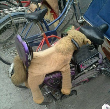 开心岛:通说XXOO什么事都能搞定?【1】-自媒