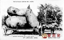 人有多大胆地有多高产 国外老照片里的那些浮夸“高产”照-自媒体频道-手机搜狐