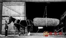 人有多大胆地有多高产 国外老照片里的那些浮夸“高产”照-自媒体频道-手机搜狐