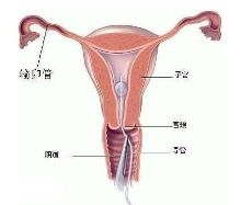 女人体结构图子宫_男性、女性人体结构图（真实图例）