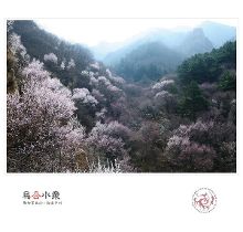 桃花仙人种桃树,又摘桃花换酒钱-记平…【1】