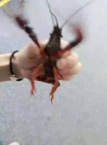 拆快递的确和解女生<em>胸罩</em>差不多/裤子<em>都脱了</em>你