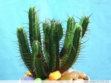 关于50项目骗局调查报告的大学毕业论文范文