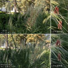 互有胜负 一加2对比苹果6 Plus拍照测试