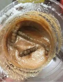 星月菩提+洗衣粉=阴皮星月?