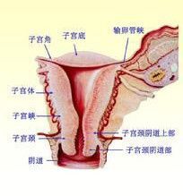 人口增长 指望 子宫(3)