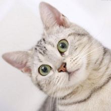 猫咪软便吃鸡胸肉吗 猫咪软便吃鸡胸肉好吗【