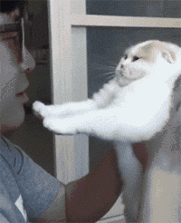 小图 你的吸猫.