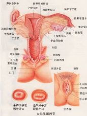 导致<em>处女膜</em>破裂的原因有哪些?【1】-新闻频道