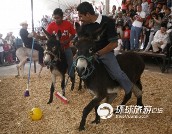 墨西哥驴乡奥通巴举行"驴球比赛" 举办的毛驴世界杯 针砭时弊 每年的