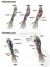打造麒麟臂第一式:手臂的骨骼组成和功能介绍,教材帖!