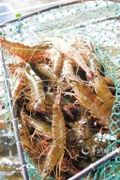"超大版"海鲜(组图)