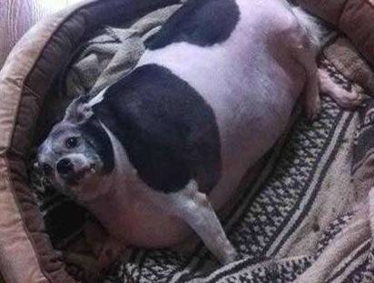 吐槽:一夜情不好女子打呼噜
