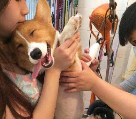 狐诌1036季-妈妈有空帮我生个小狗吧
