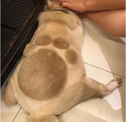 狐诌1190季：媳妇被我收拾的很乖巧