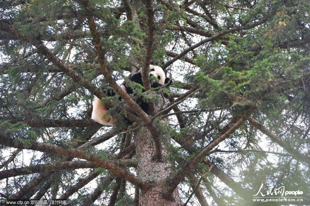 高清:陕西一只大熊猫独闯县城 爬20米高云杉(组图)