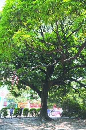 这是广州仅存的夏茅香芒果树