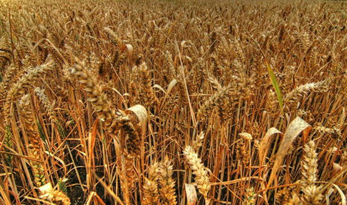 现代诗歌怎么写 认识现代诗歌十二要素-新闻频